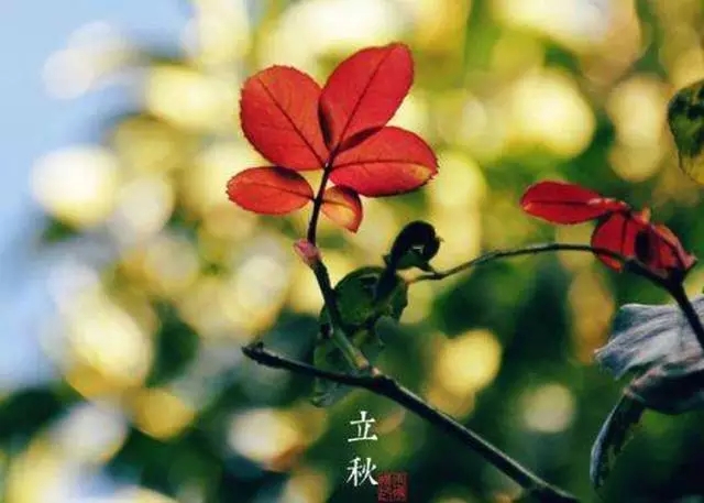 【二十四節(jié)氣養(yǎng)生篇】立秋：謹慎“秋老虎”侵襲 養(yǎng)生以“肺”為先